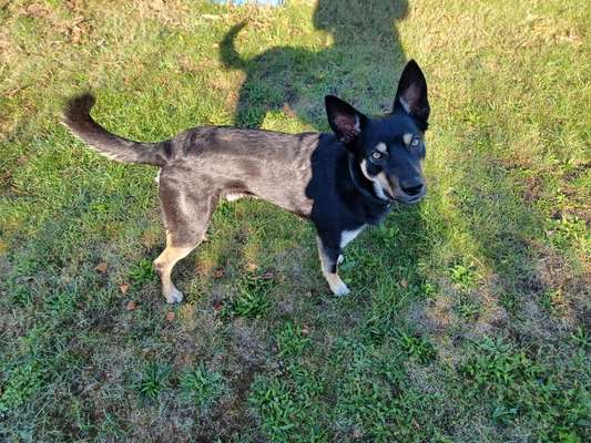 Alles rund um den Schäferhund, diskutieren erwünscht.-Beitrag-Bild