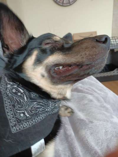 Alles rund um den Schäferhund, diskutieren erwünscht.-Beitrag-Bild