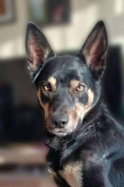 Vom Welpen zum Hund-Beitrag-Bild