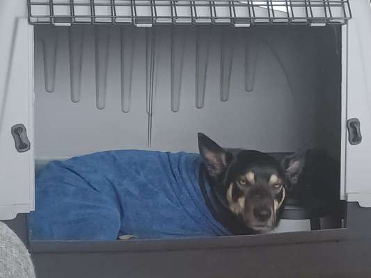 grumpy dog 😅-Beitrag-Bild