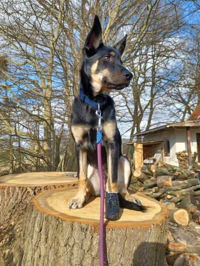 Alles rund um den Schäferhund, diskutieren erwünscht.-Beitrag-Bild