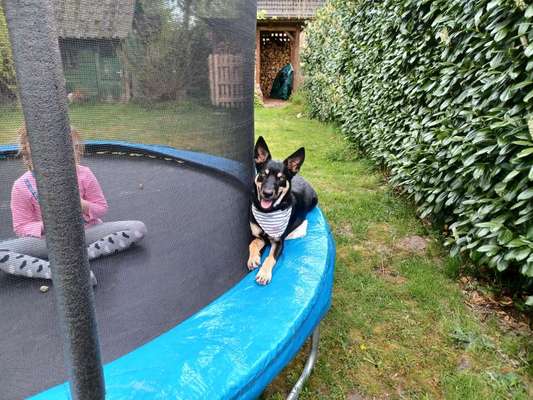 Alles rund um den Schäferhund, diskutieren erwünscht.-Beitrag-Bild