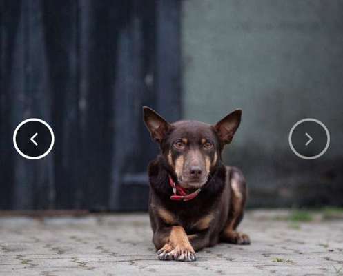 Alles rund um den Schäferhund, diskutieren erwünscht.-Beitrag-Bild