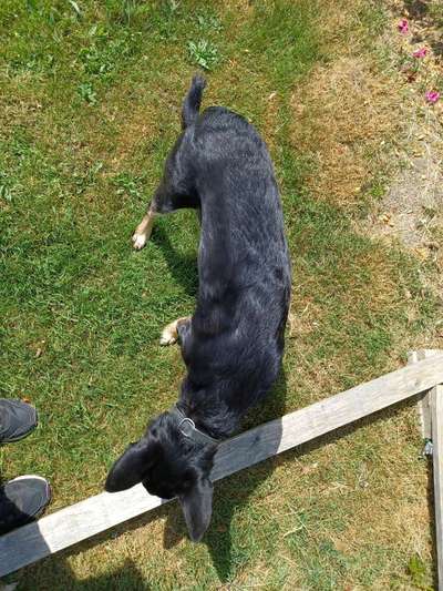 Der Gewichts-Thread-Beitrag-Bild