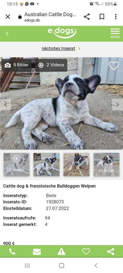 Brachycephale Hunderassen-Beitrag-Bild