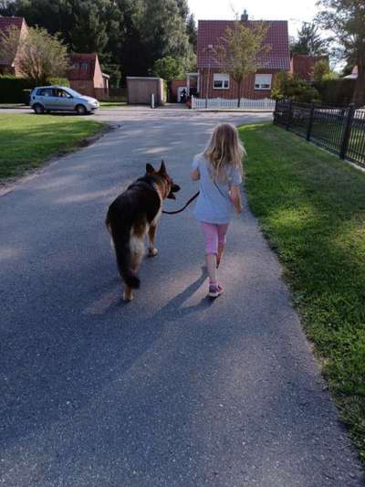 Universal Allzweck Sündenbock Schäferhund-Beitrag-Bild