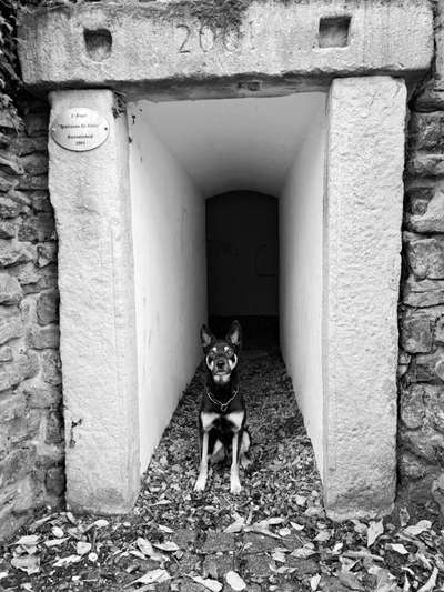 Reinrassige Hunde?-Beitrag-Bild