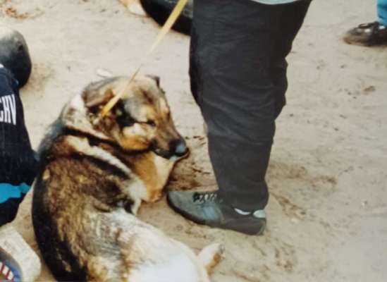 Schäferhund-Beitrag-Bild