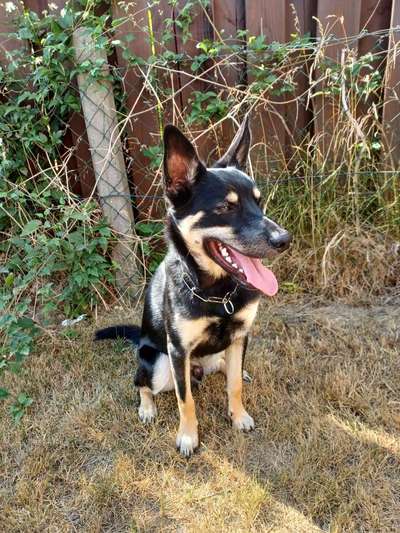 Alles rund um den Schäferhund, diskutieren erwünscht.-Beitrag-Bild