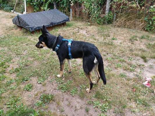 Alles rund um den Schäferhund, diskutieren erwünscht.-Beitrag-Bild