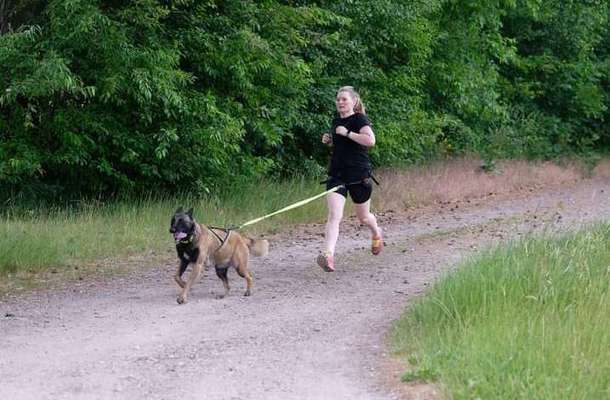 Deutsche Schäferhunde, Belgische Schäferhunde.-Beitrag-Bild