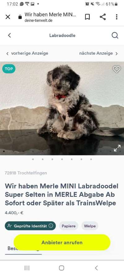 Hybridhunde-Beitrag-Bild