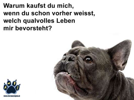 Brachycephale Hunderassen-Beitrag-Bild