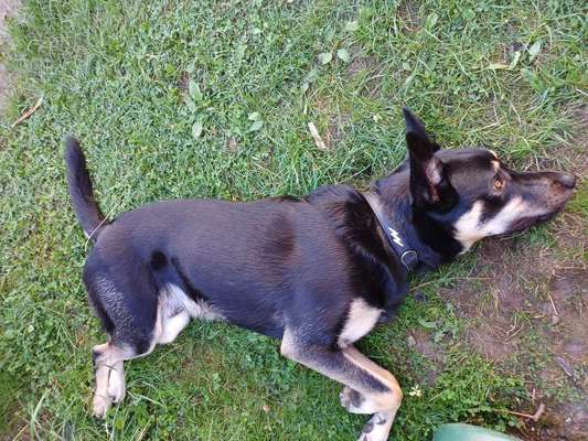 Alles rund um den Schäferhund, diskutieren erwünscht.-Beitrag-Bild