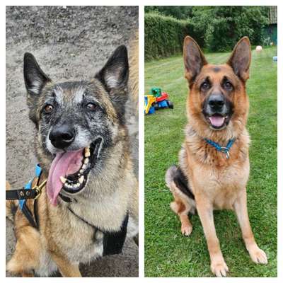 Hundeangriff, groß gegen klein-Beitrag-Bild