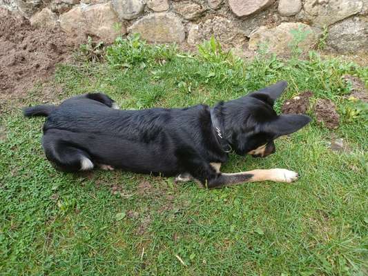 Alles rund um den Schäferhund, diskutieren erwünscht.-Beitrag-Bild