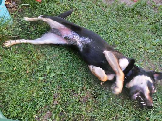 Alles rund um den Schäferhund, diskutieren erwünscht.-Beitrag-Bild