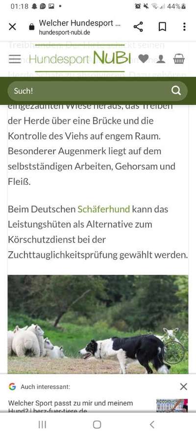 Alles rund um den Schäferhund, diskutieren erwünscht.-Beitrag-Bild