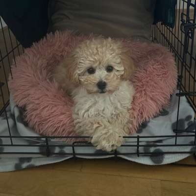 Hundetreffen-Junghund Spielen / Spazieren-Bild