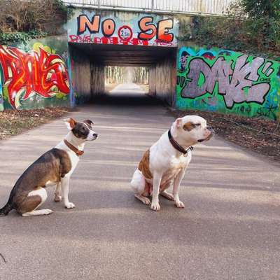 Hundetreffen-Spiele Runde mit meiner verrückten Coco-Bild