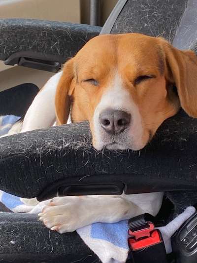 Arbeit und Hund-Beitrag-Bild