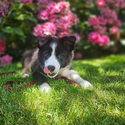 Hundetreffen-Welpentreffen in Coesfeld-Bild