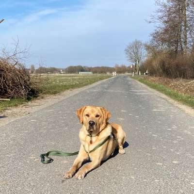 Hundetreffen-Spielkameraden oder gemeinsame Spaziergänge