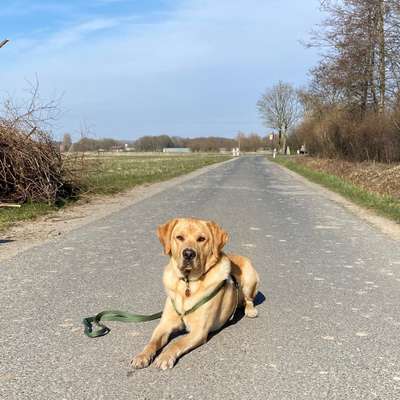 Hundetreffen-Spielkameraden oder gemeinsame Spaziergänge-Profilbild