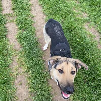 Hundetreffen-Spieltreffen  Düsseldorf Heerdt-Bild