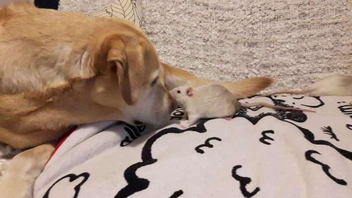 Labradorfans-Beitrag-Bild