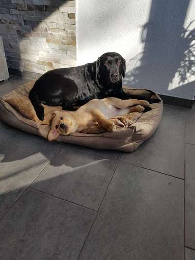 Labradorfans-Beitrag-Bild