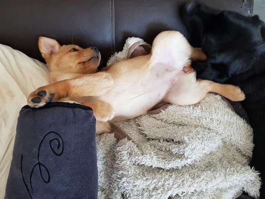 Welpen Bilder !-Beitrag-Bild