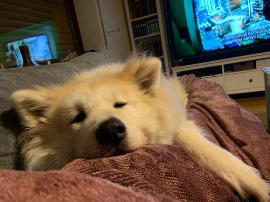 Akita Inu/American Akita (Mix) halter.-Beitrag-Bild