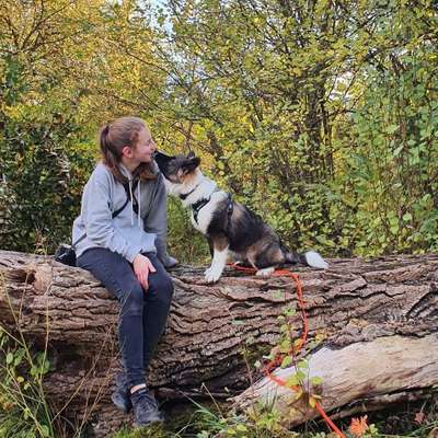 Hundetreffen-Zurückhaltende und vorsichtige Spiel/Gassirunde-Bild