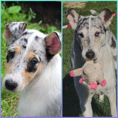 Vom Welpen zum Hund-Beitrag-Bild