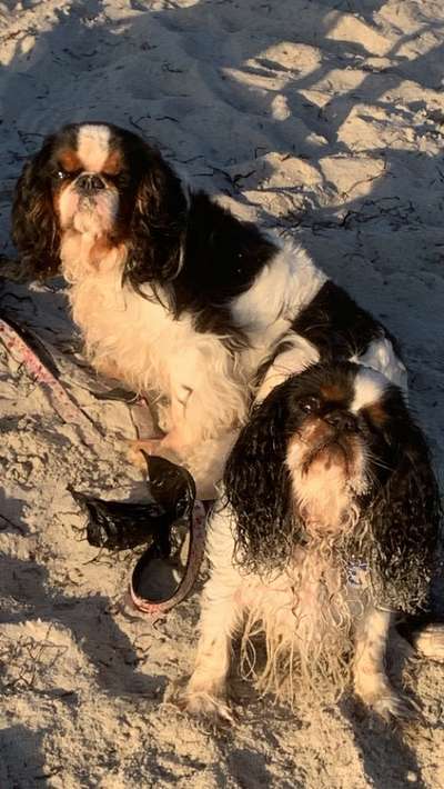 Fotochallenge Nr 96.: Bunt, Bunter, Hund 💐🌹🍁-Beitrag-Bild