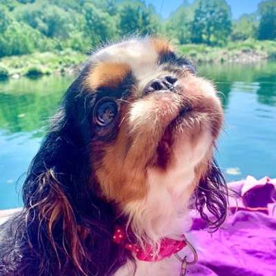 Unsere Fellnasen im Regenbogenland-Beitrag-Bild