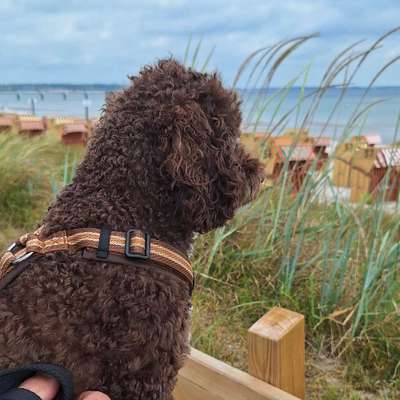 Hundetreffen-Spielrunden-Bild