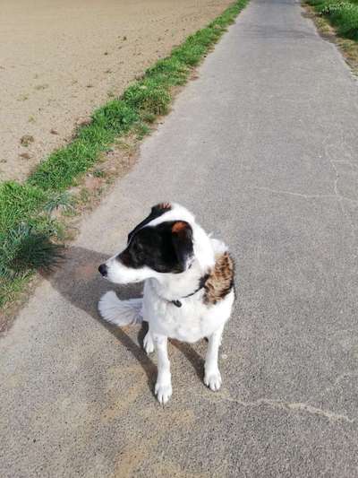 Zeigt mir eure Schäferhund Mischlinge :-)-Beitrag-Bild