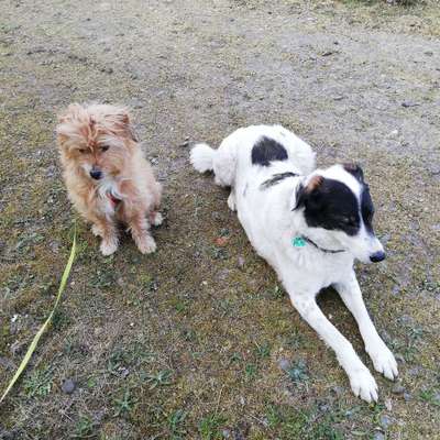 Hundetreffen-Gemütliche Seniorenrunde