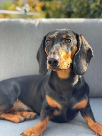 wo sind die Dackelfreunde-Beitrag-Bild