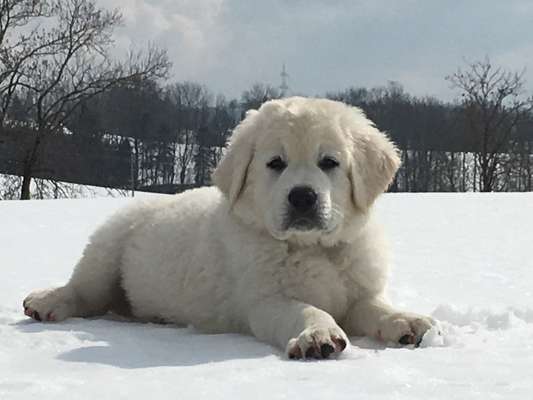 Welpen Bilder !-Beitrag-Bild