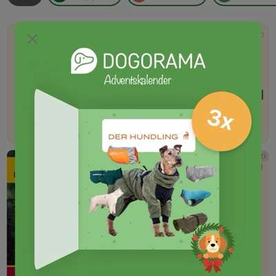 Dogorama Adventskalender-Beitrag-Bild
