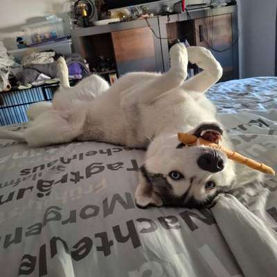 Hundetreffen-Soziale Kontakte knüpfen + Spielen oder Gassi gehen-Bild