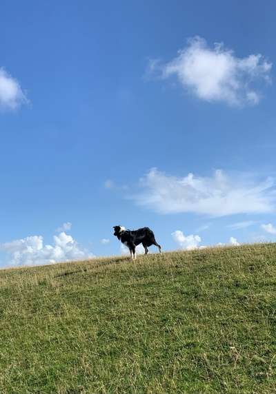 Hundetreffen-Social Walk Leichlingen-Bild