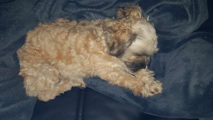 Mischlinge raten - Rätselspaß-Beitrag-Bild