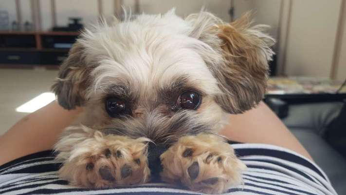 Mischlinge raten - Rätselspaß-Beitrag-Bild