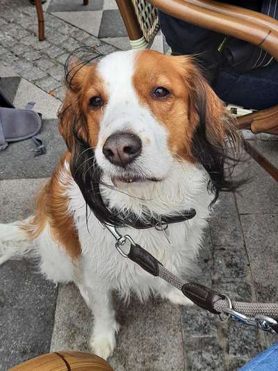 Kooikerhondje-Beitrag-Bild