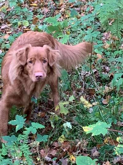 Nova Scotia Duck Tolling Retriever-Beitrag-Bild