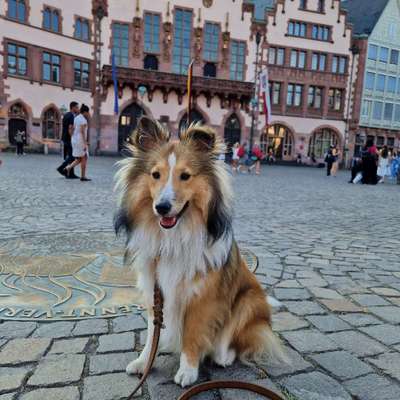 Hundetreffen-Play date for young dogs-Bild